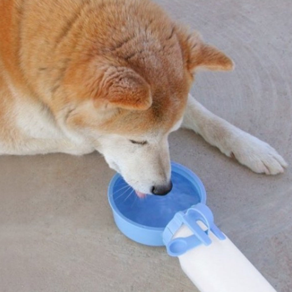 rover pet