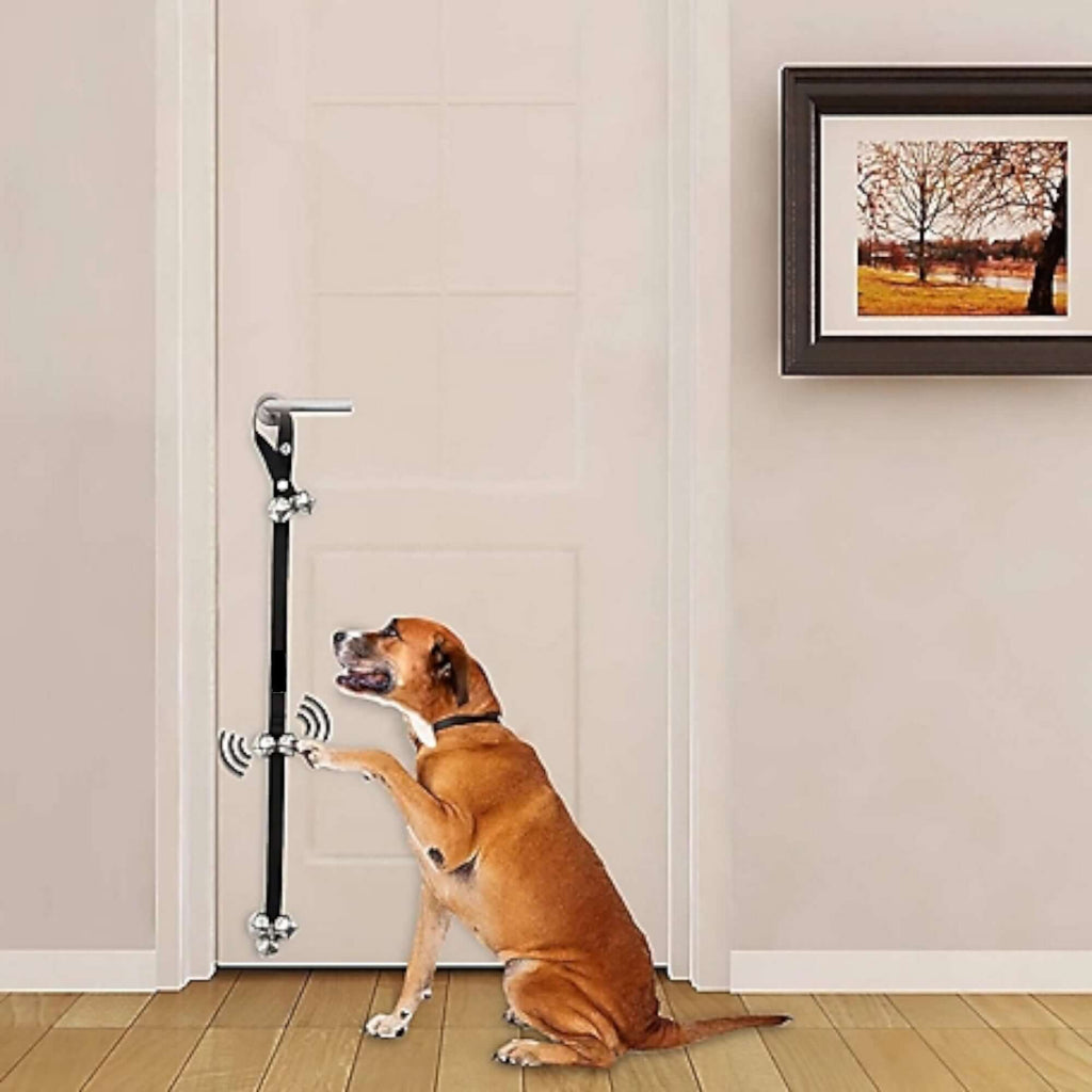 pet training