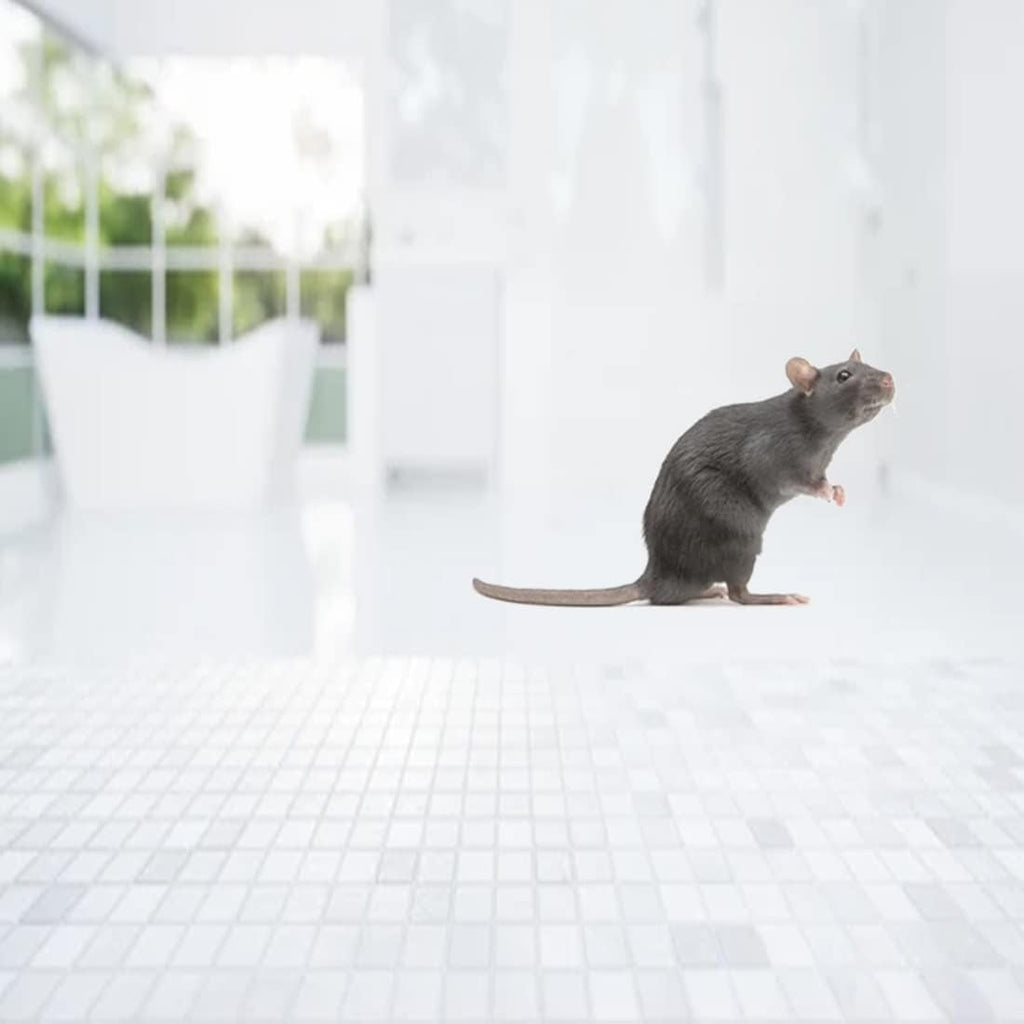 mouse trap