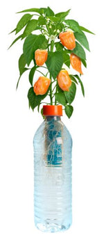 Petomato Habanero Plant