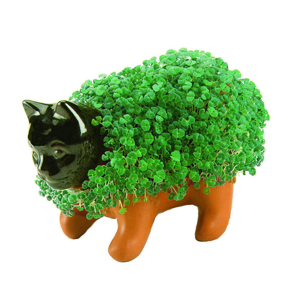 decorative plant pots