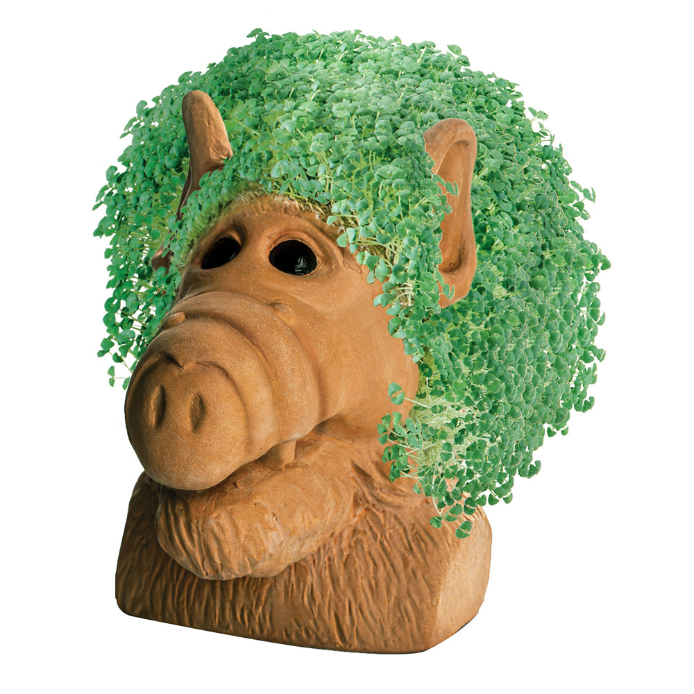 chia plant