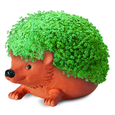 hedgehog in garden