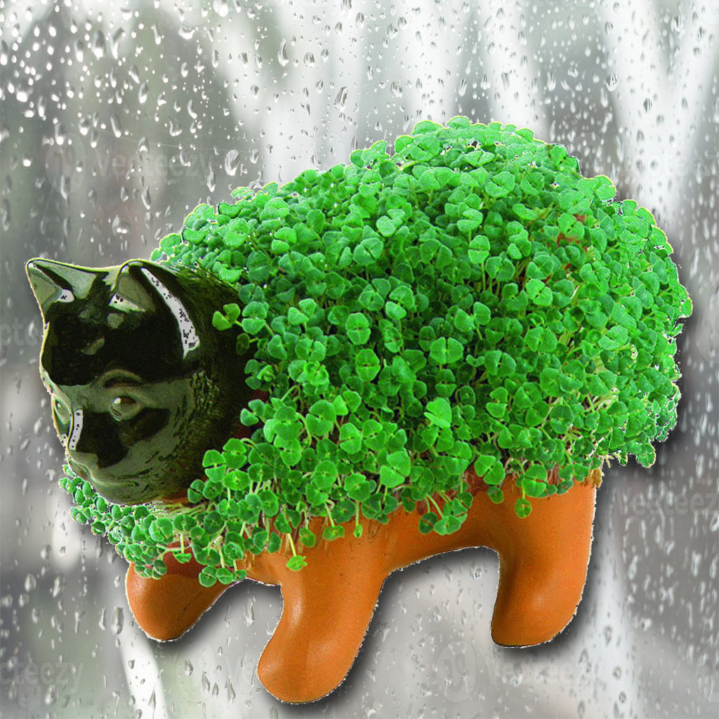 Chia Pet Planter - Kitten