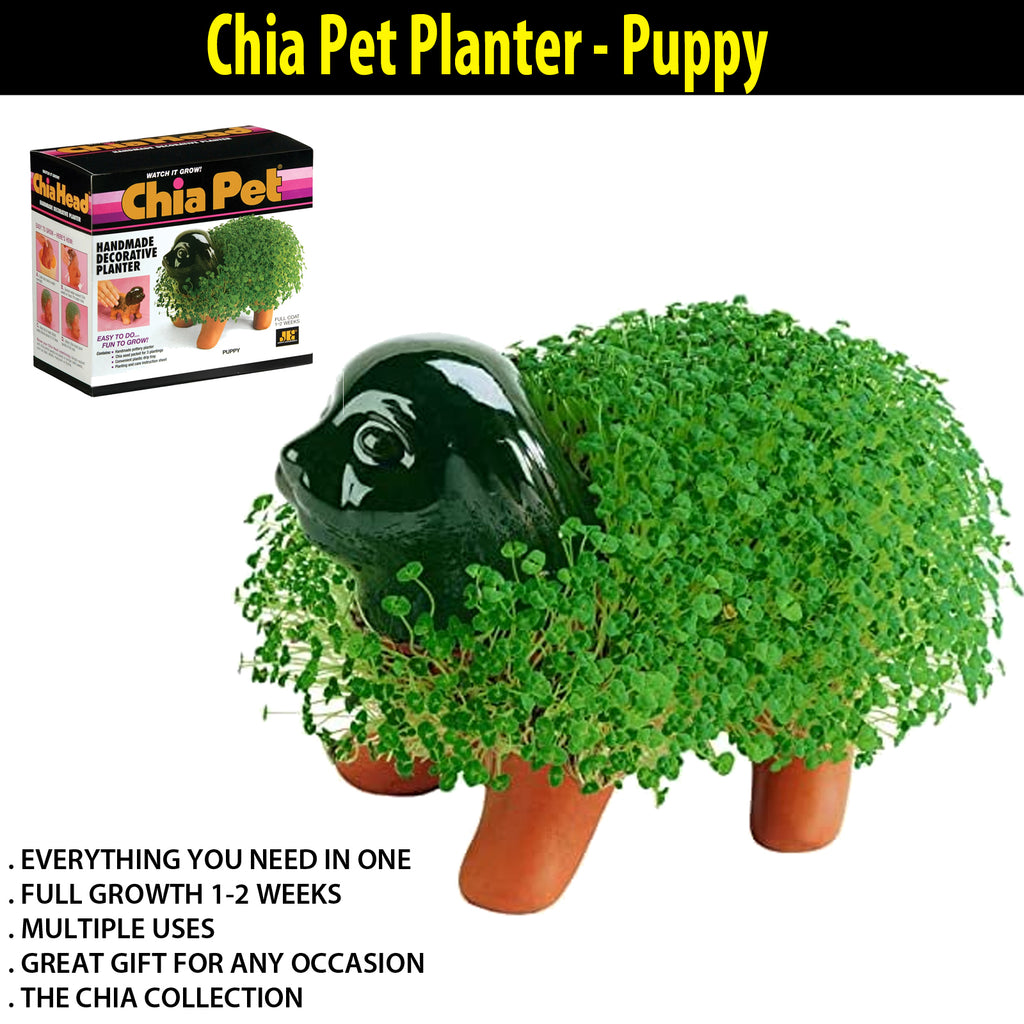 chia plant