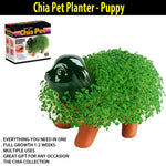 chia plant
