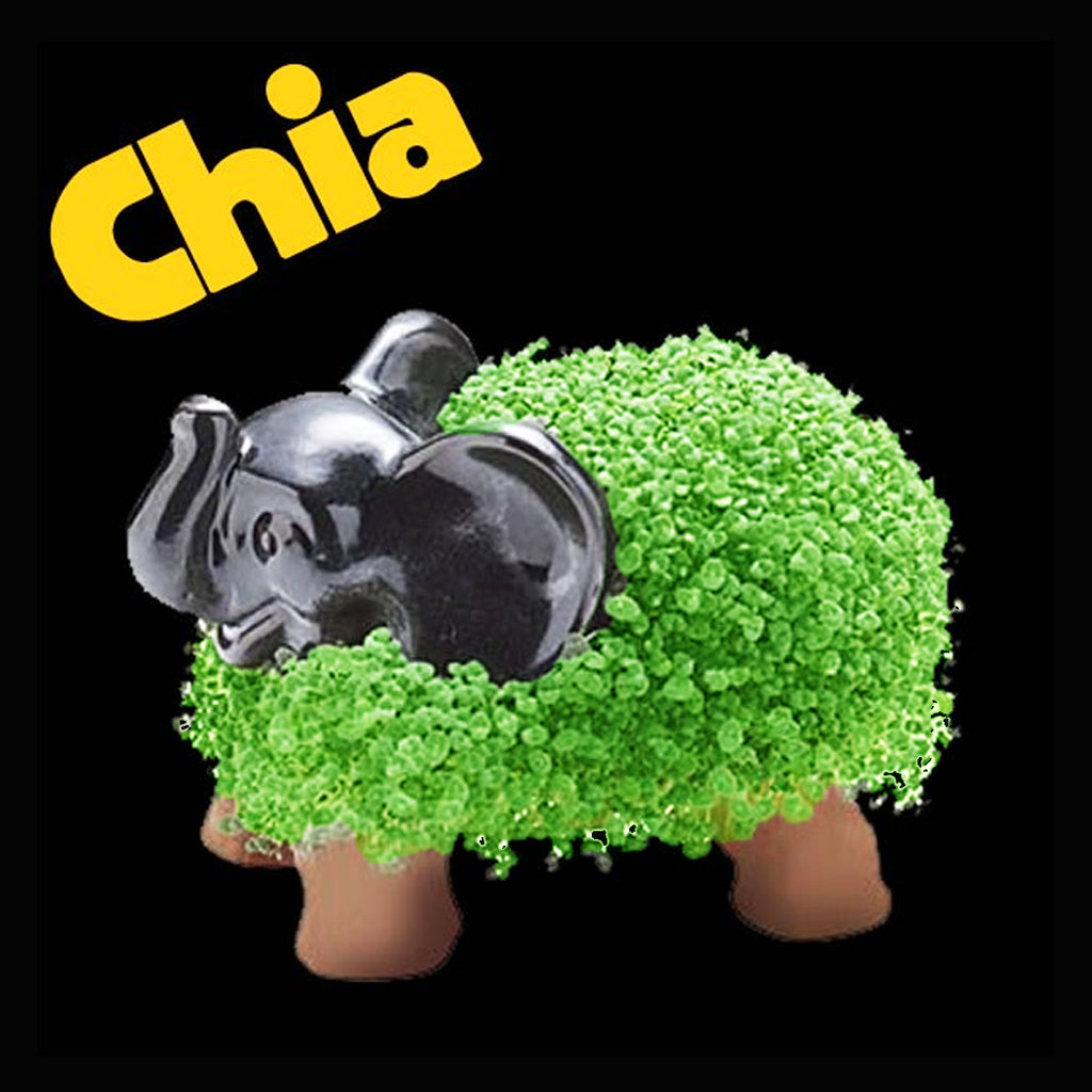 elephant plant