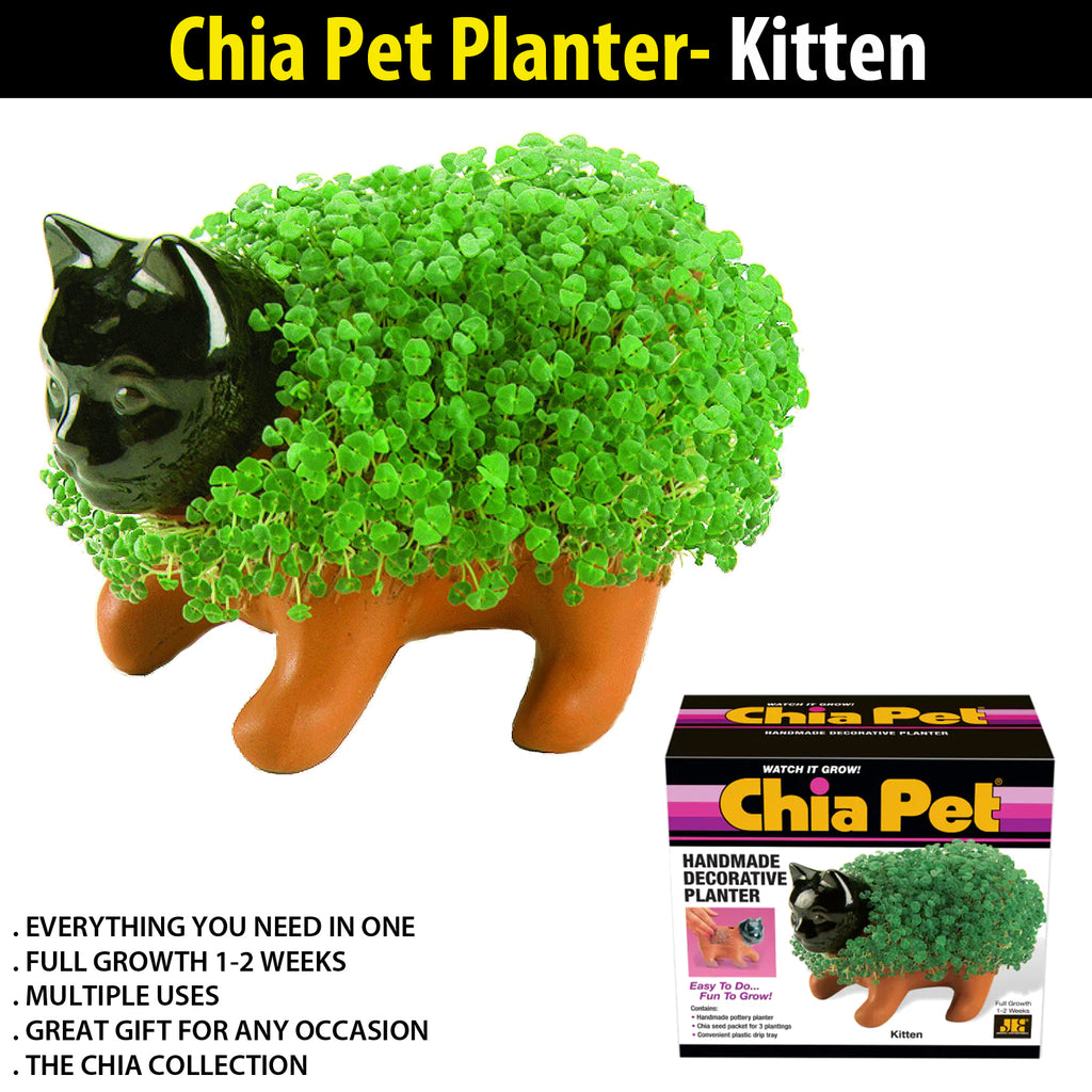chia plant