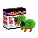 chia plant