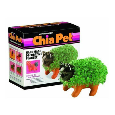 chia plant