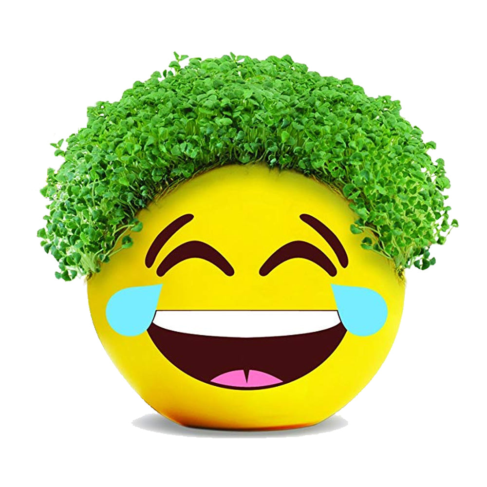 chia plant