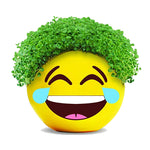 chia plant