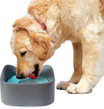 water feeder for dogs