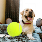 pet cleaning
