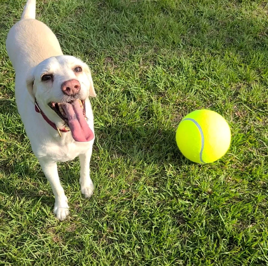 dog cleaning