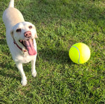 dog cleaning