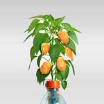 growing peppers