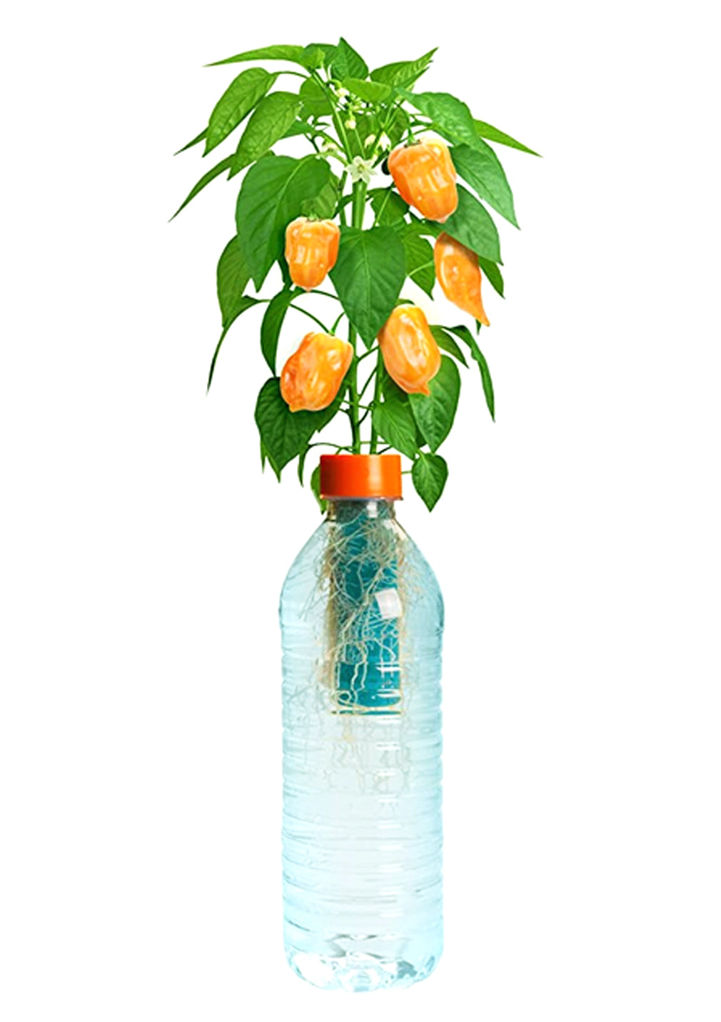 hydroponic grow kit