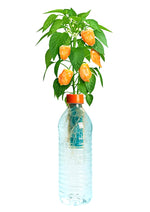 hydroponic grow kit