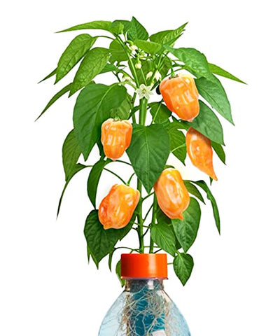 pepper plant