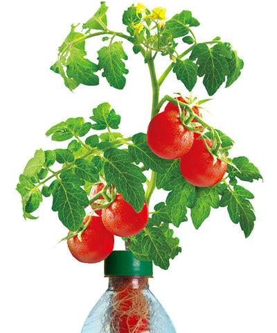 cherry tomato seeds