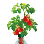 Petomato Basil Plant