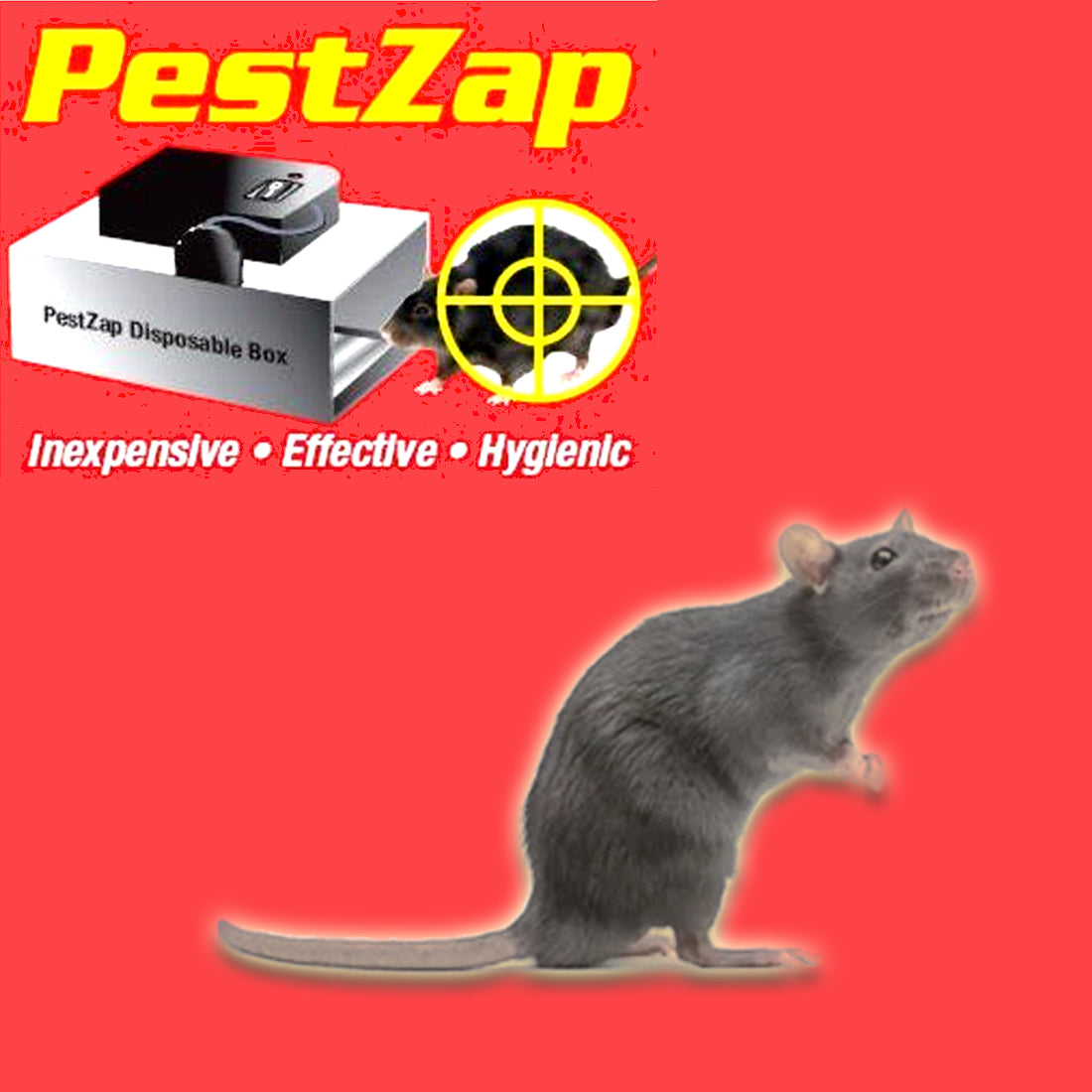 5 Easy Mouse/Rat Trap -  Rat traps, Mouse traps, Mouse rat