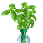 hydroponic herb garden