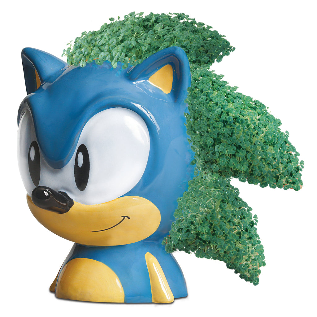 hedgehog in garden