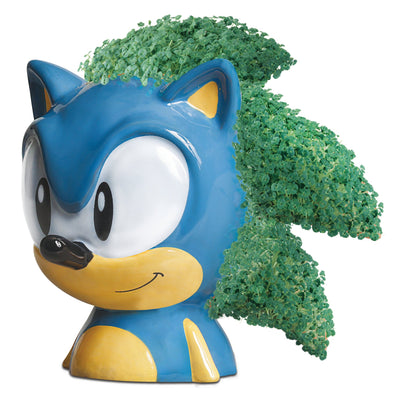 hedgehog in garden