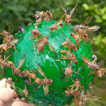 fly catcher