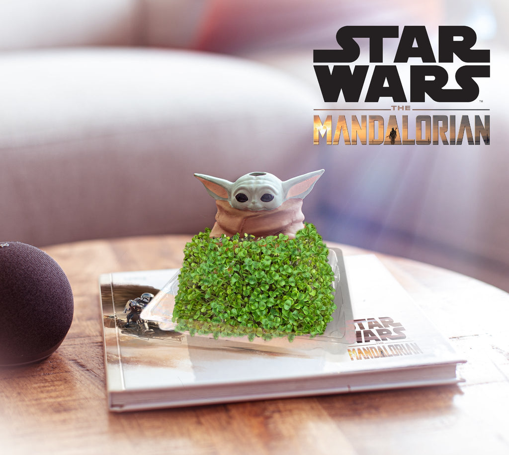yoda chia pet