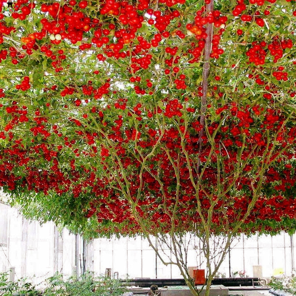 plant trees