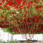 plant trees