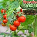 tomato plant