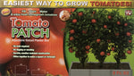 growing tomatoes