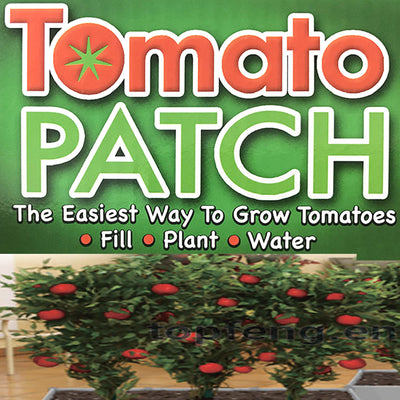 tomato plant