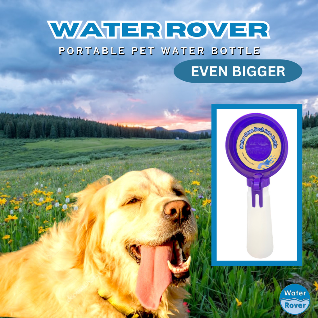 dog water bowl